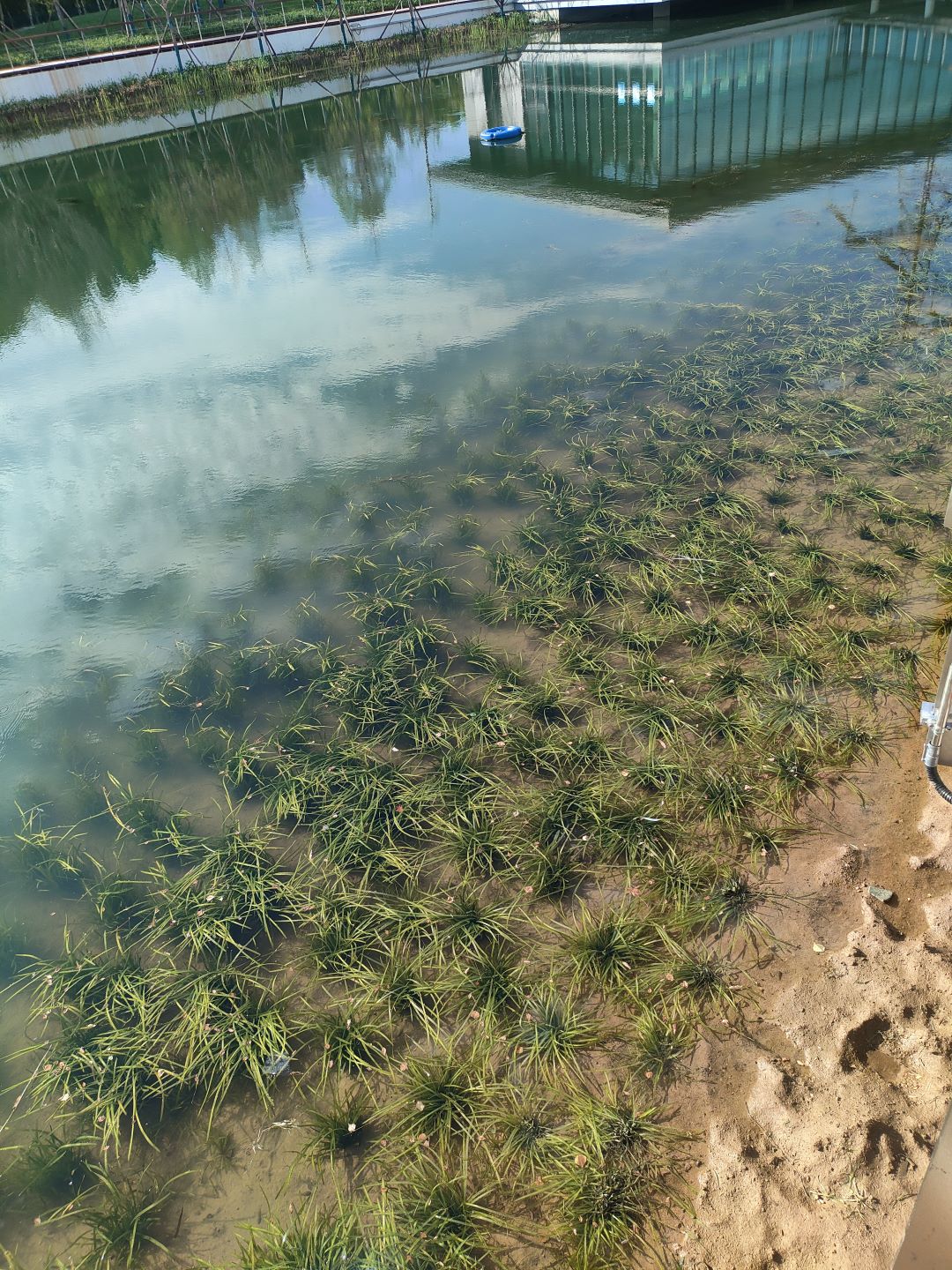 沉水植物