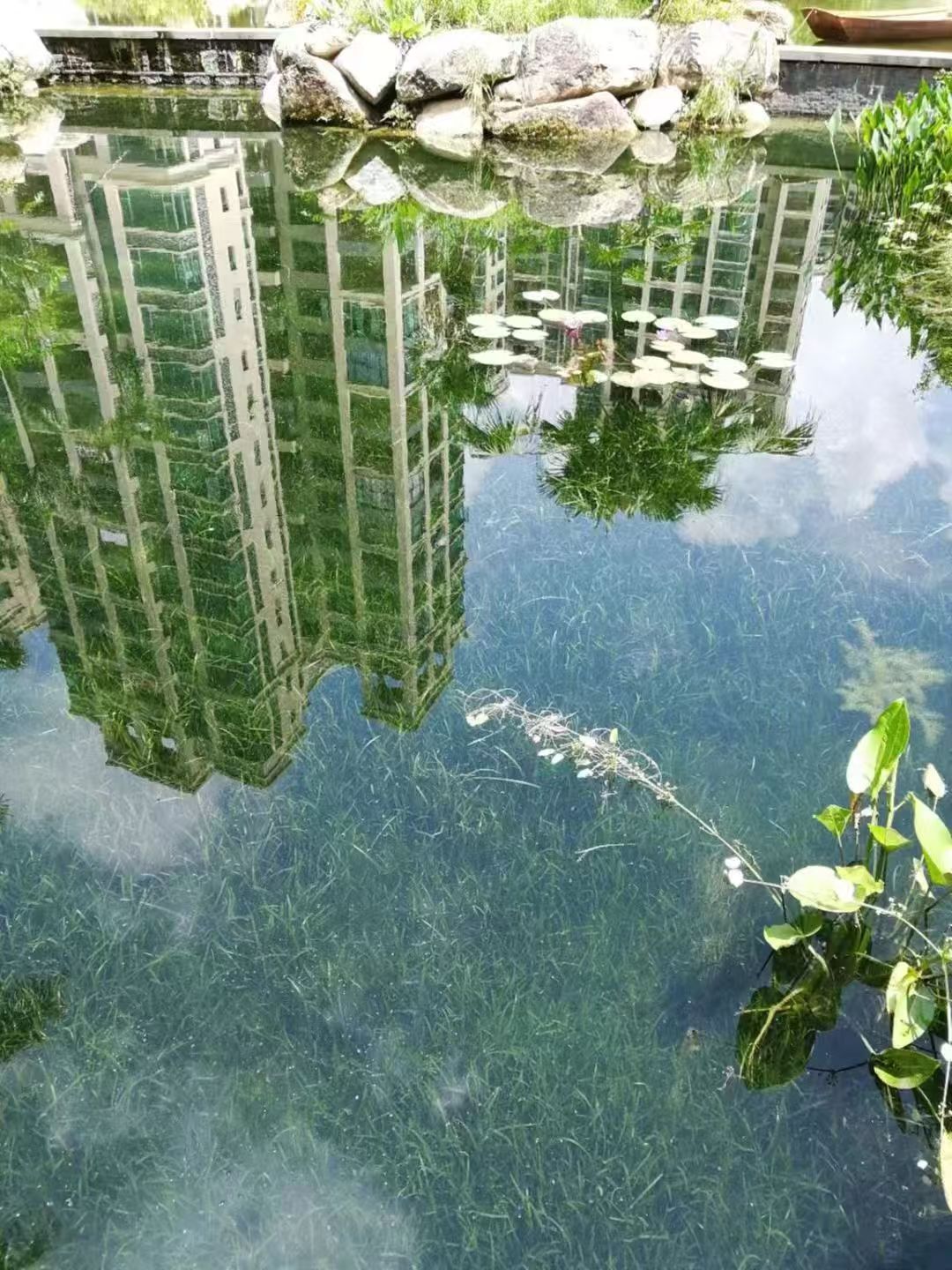 沉水植物