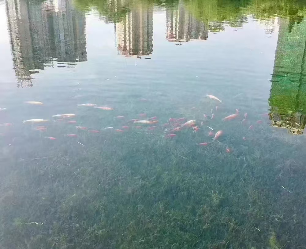 水生态修复
