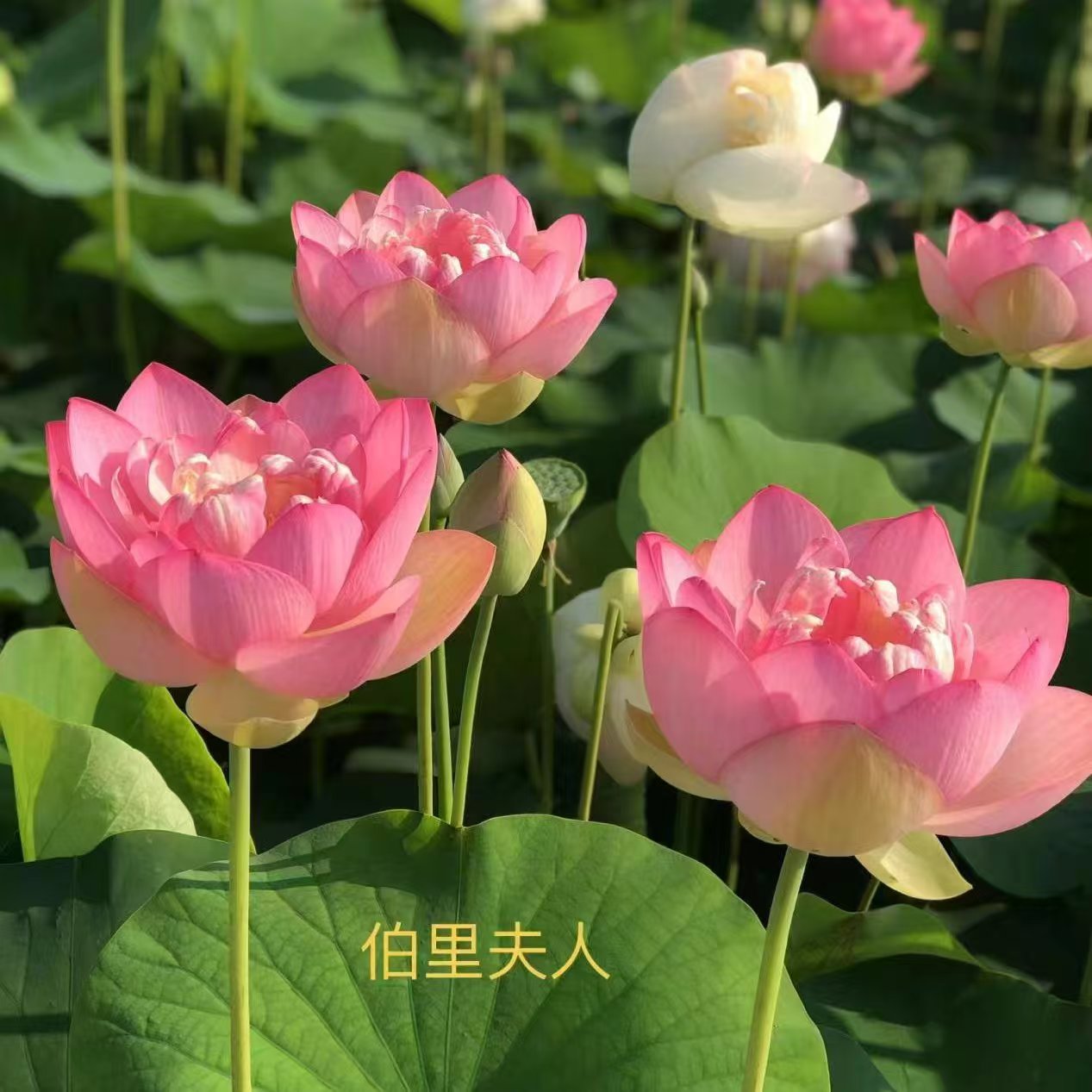 挺水植物