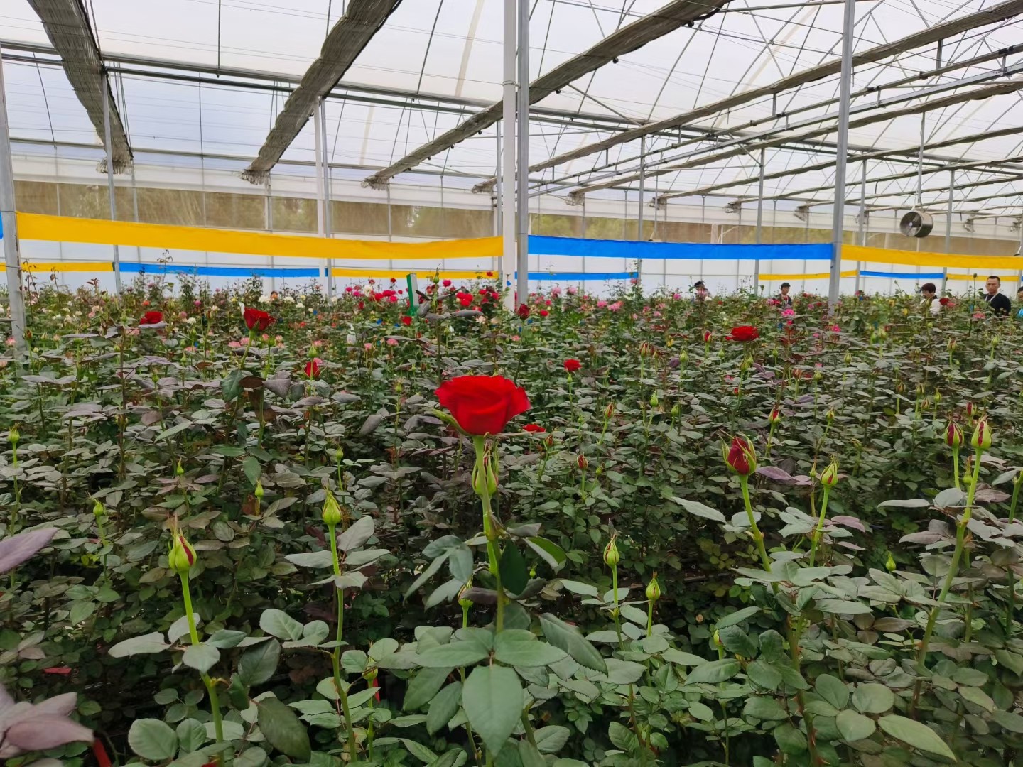 玫瑰花基地8
