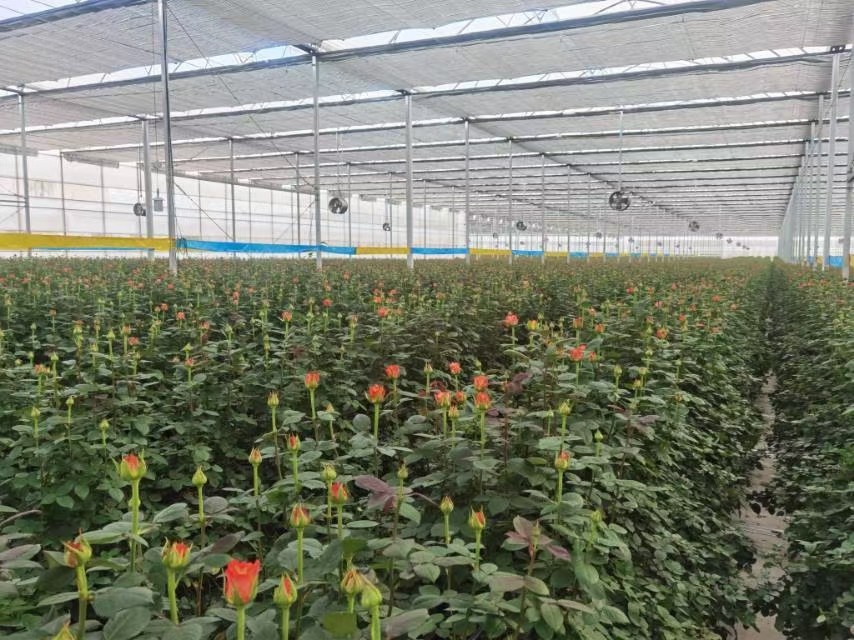 玫瑰花基地10