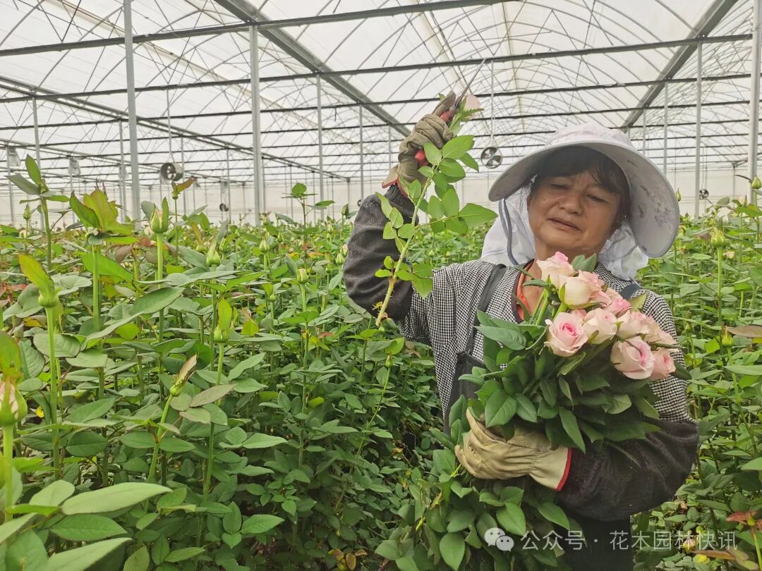 玫瑰花基地5