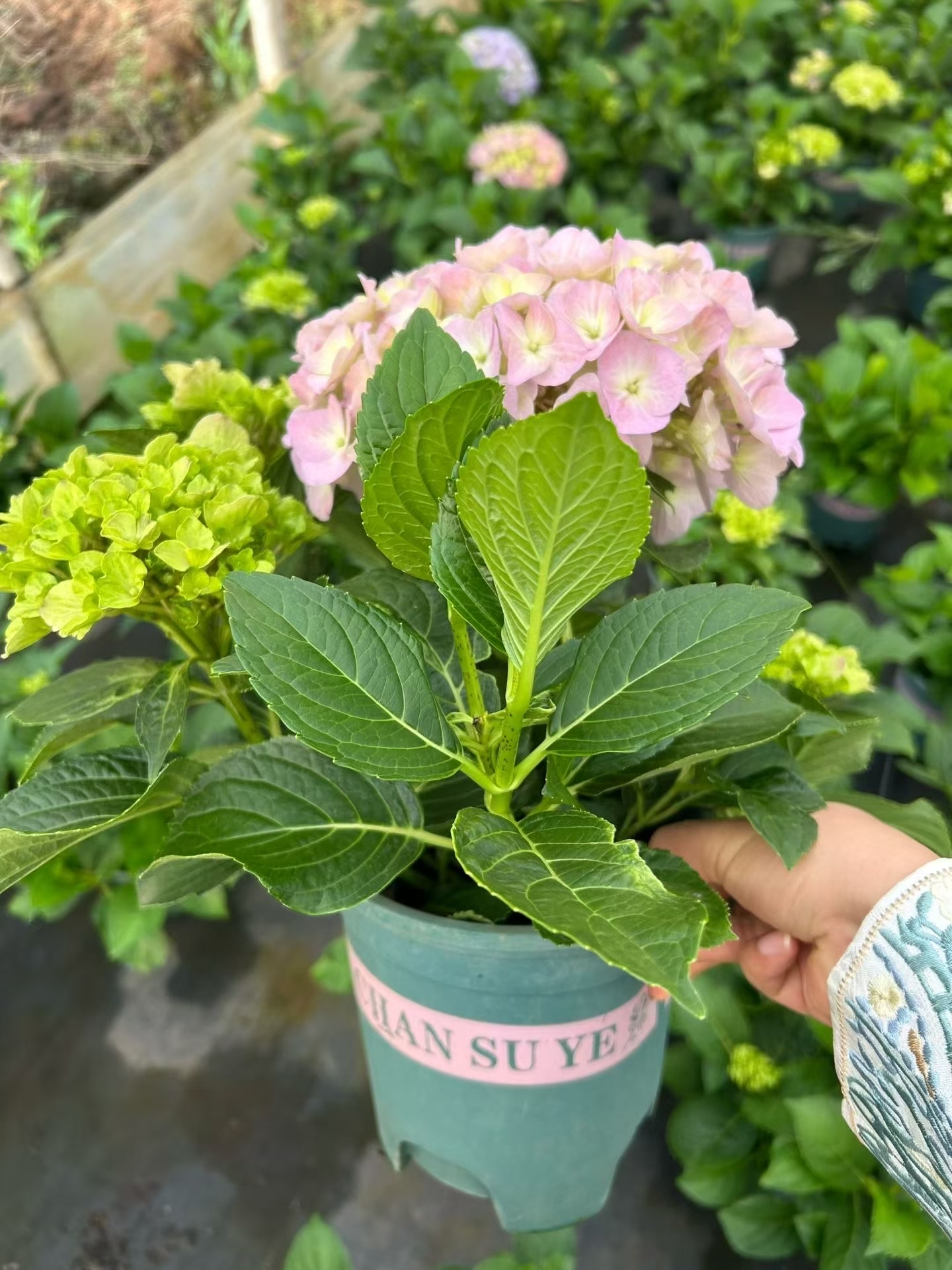 绣球盆栽花批发