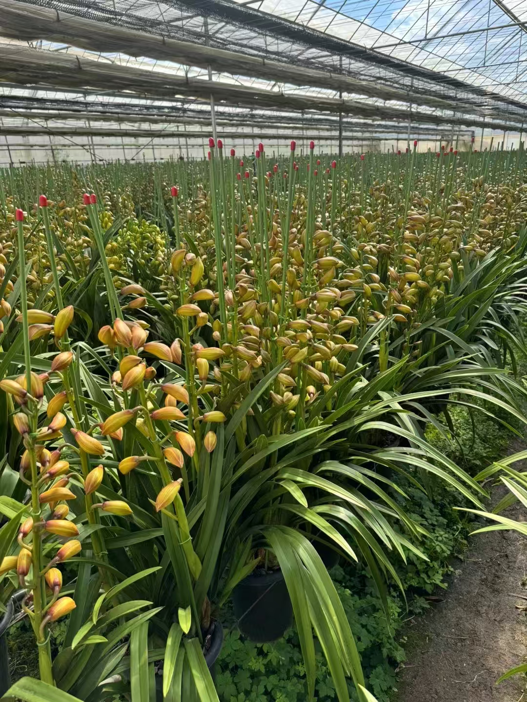 大花蕙兰盆花批发