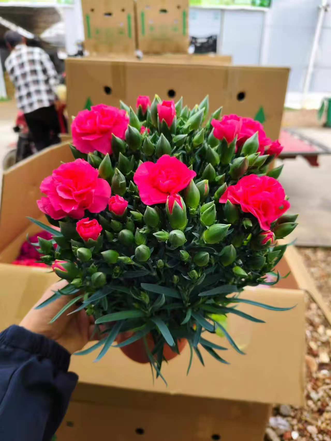 康乃馨盆花批发