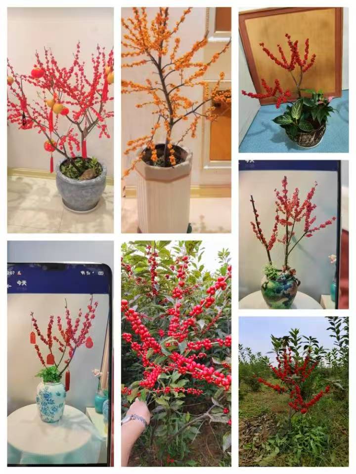 冬青盆花批发