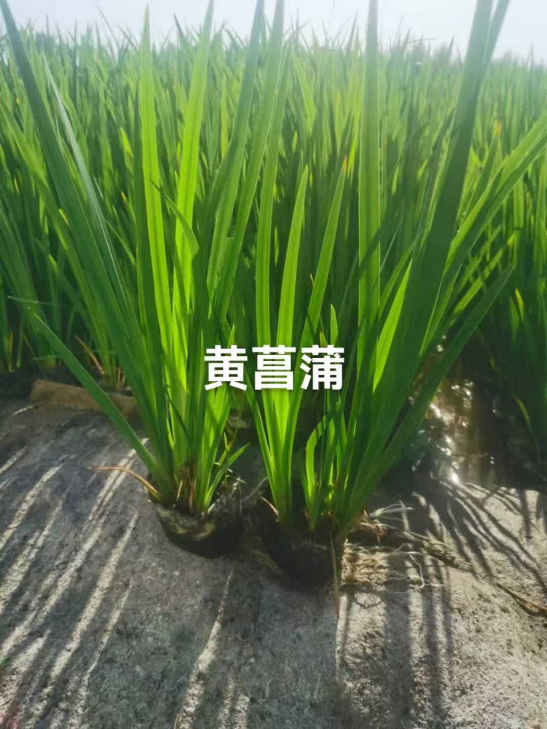 挺水植物