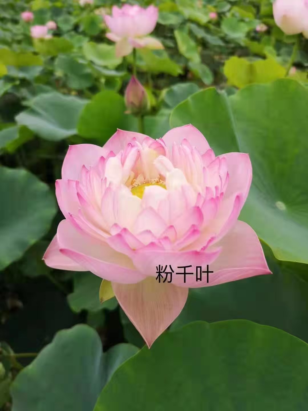 浮叶植物