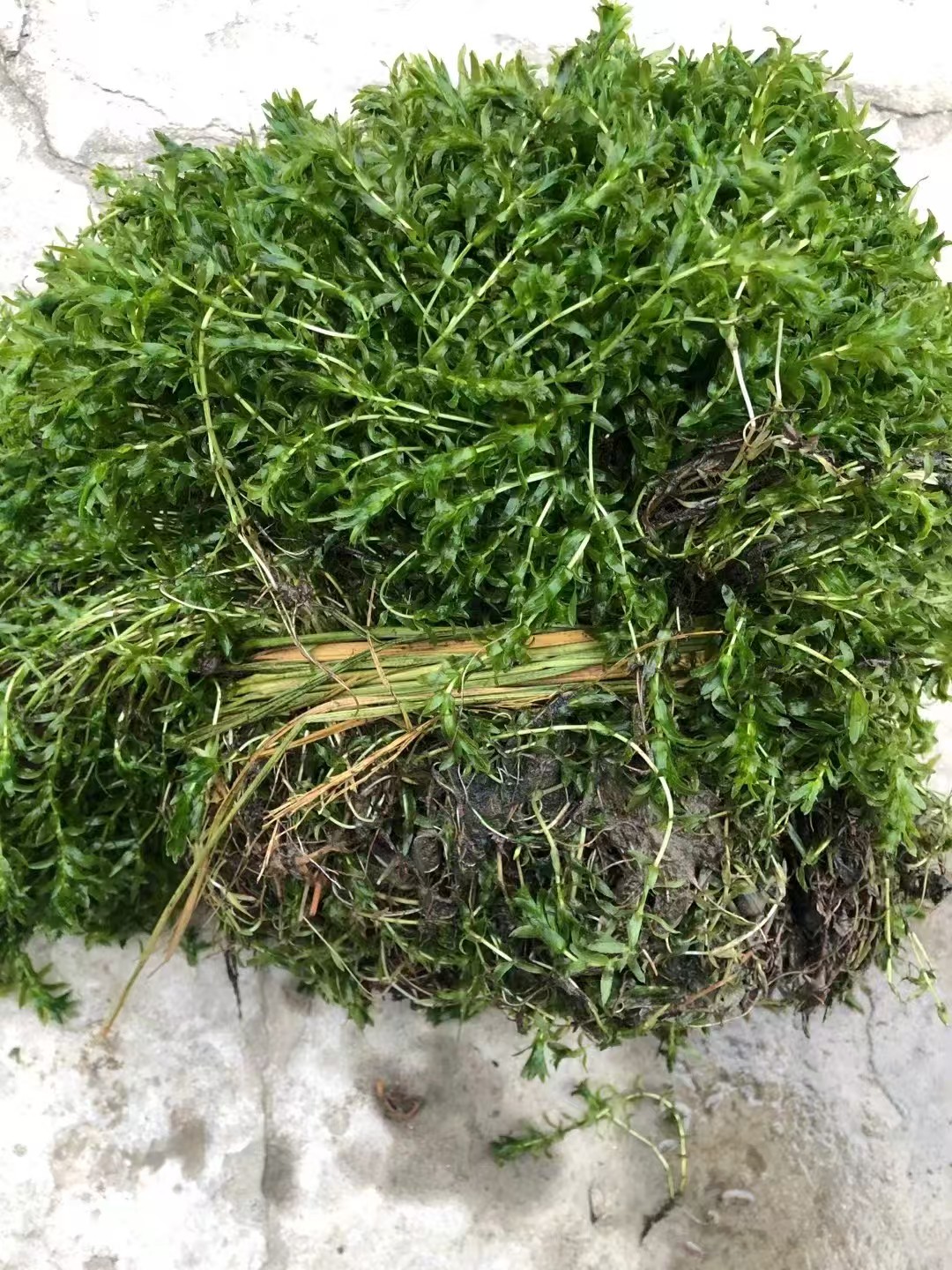 沉水植物