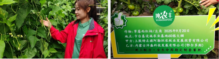 草莓西红柿、豆角的全生命周期配方施肥示范项目