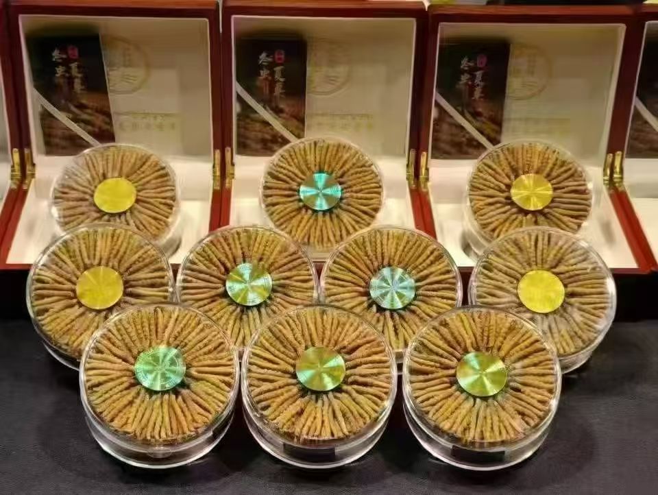 冬虫夏草回收
