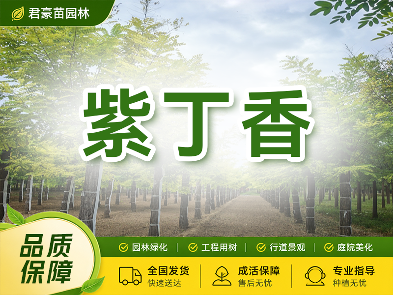 紫丁香