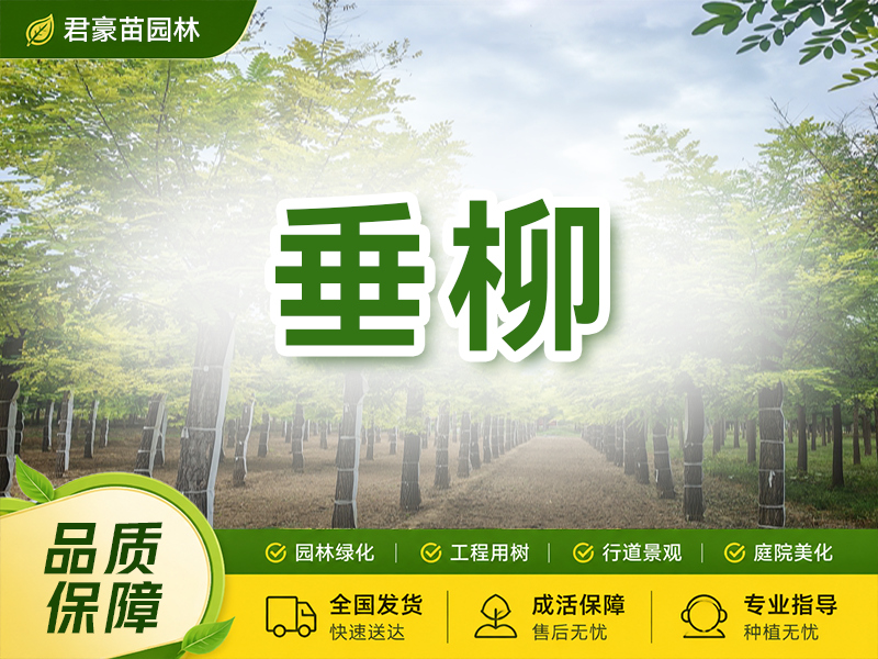 垂柳
