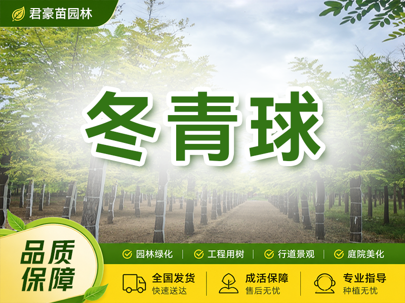 冬青球