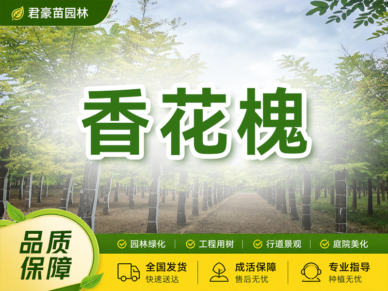 香花槐