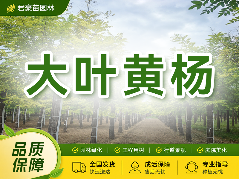 大叶黄杨