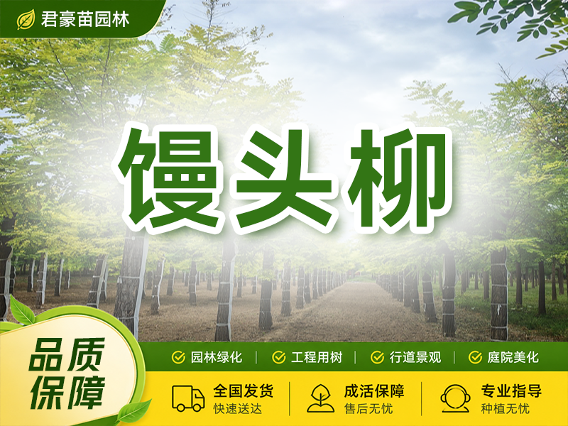 馒头柳