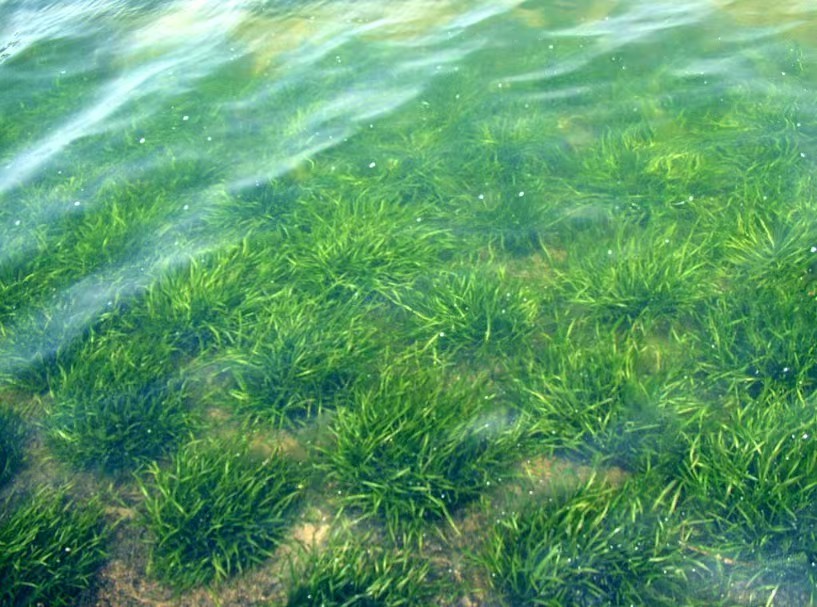 沉水植物苦草