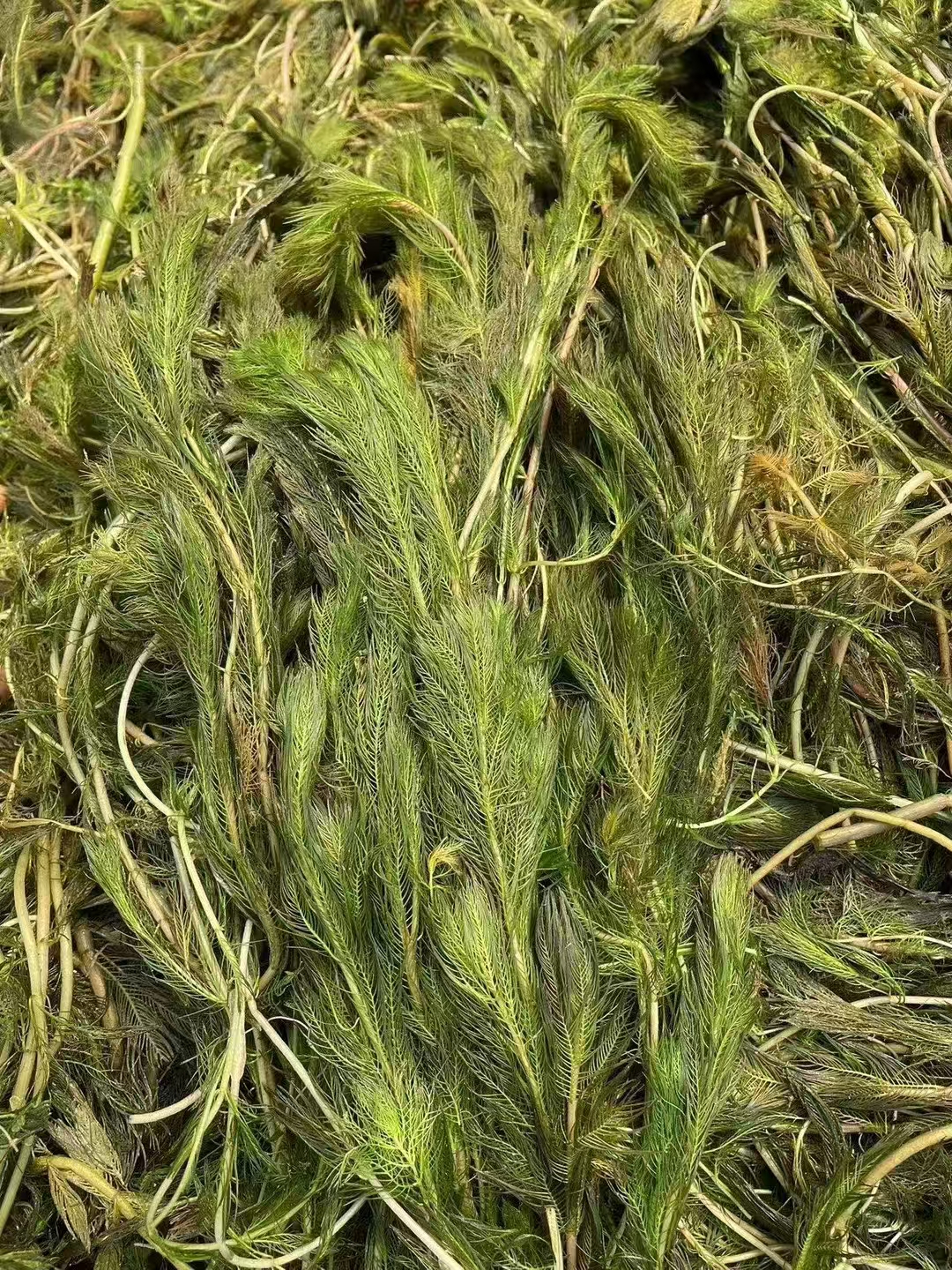 沉水植物