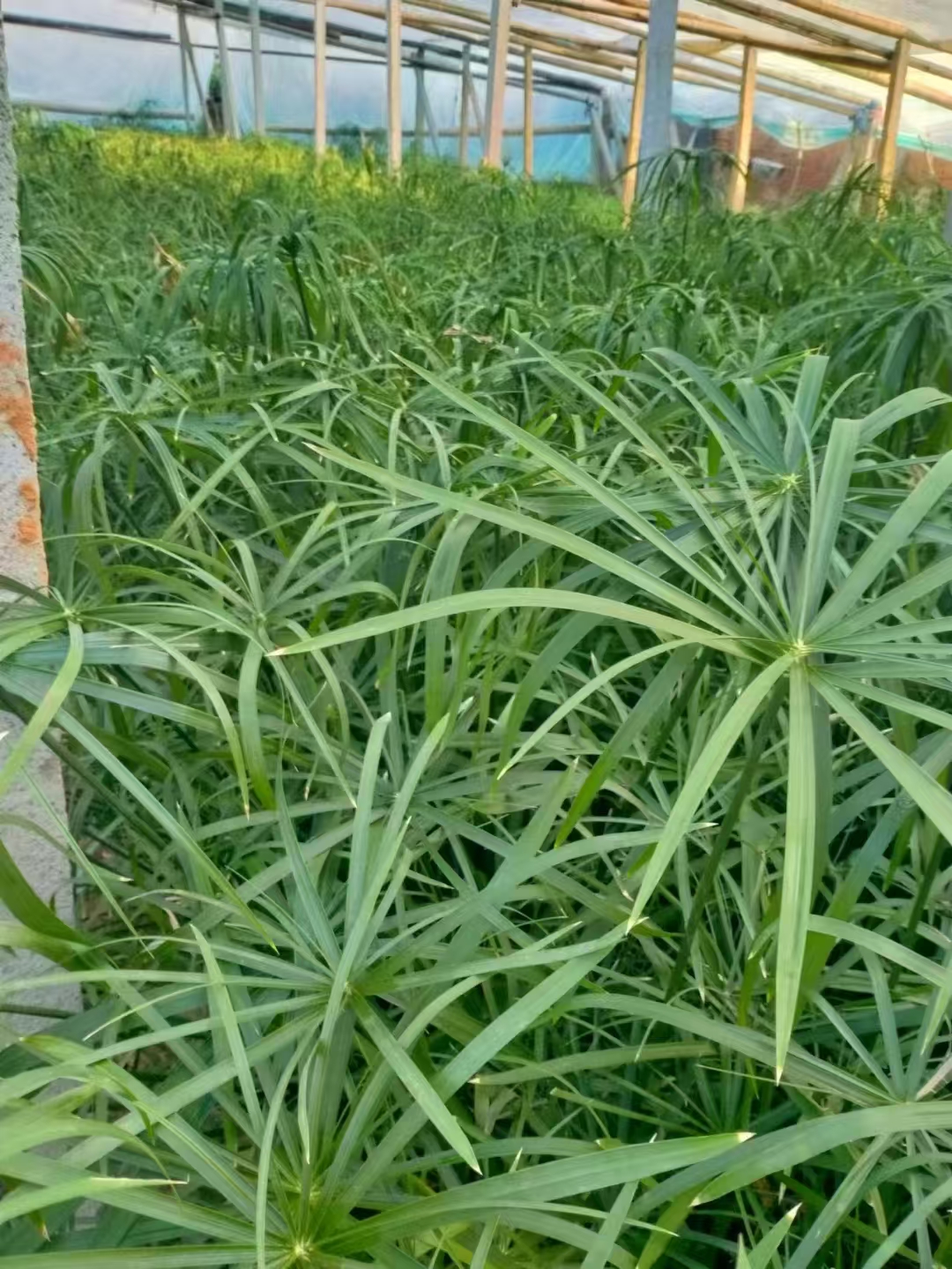 旱伞草