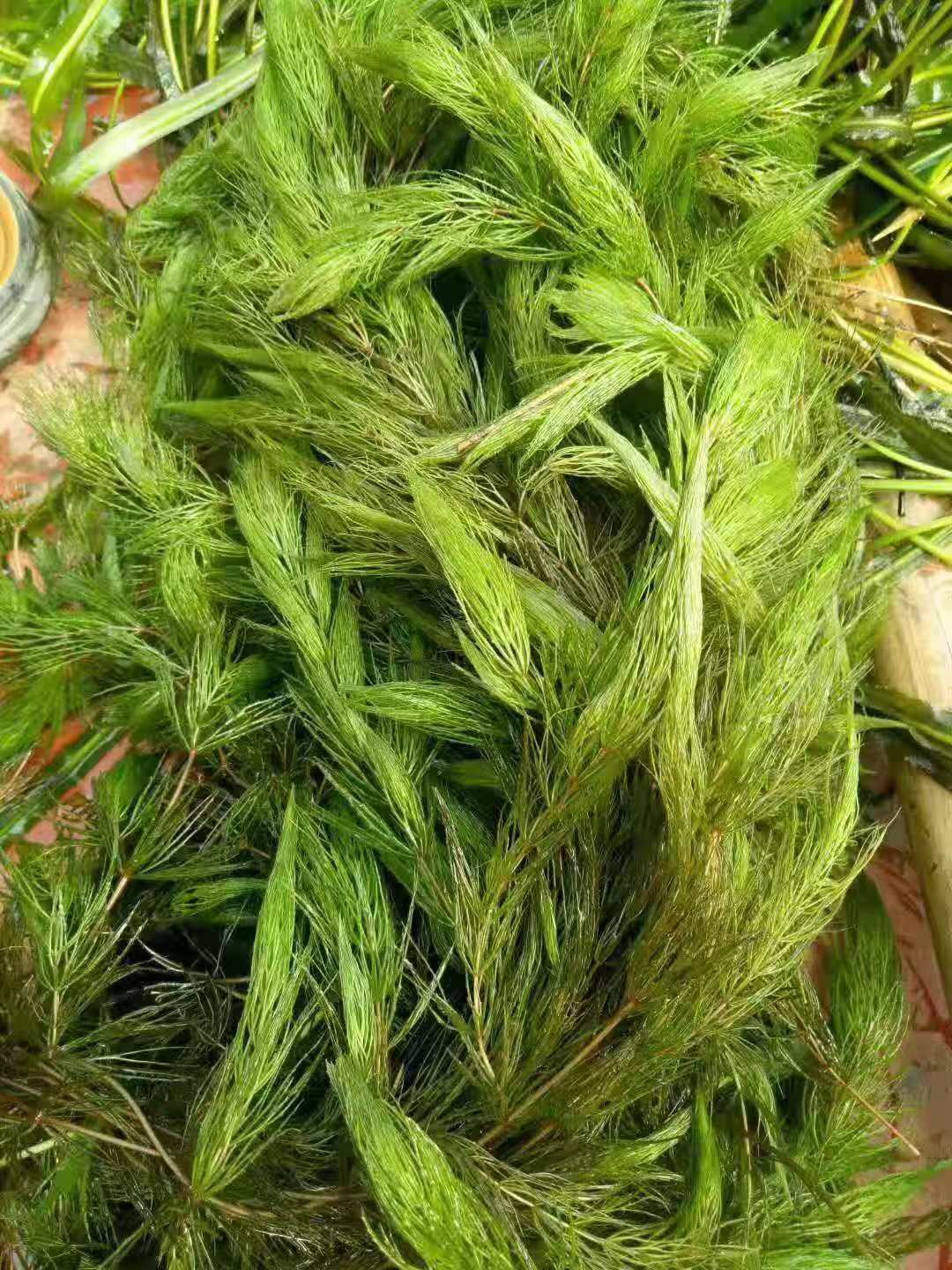 水生植物金鱼藻