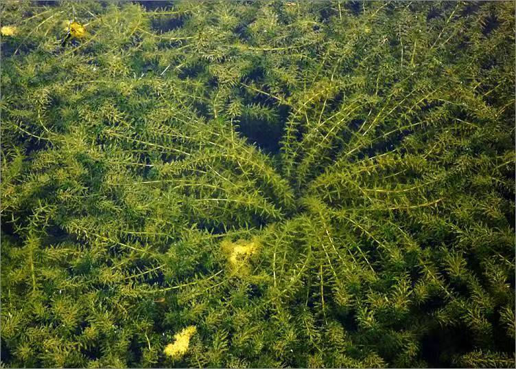 沉水植物