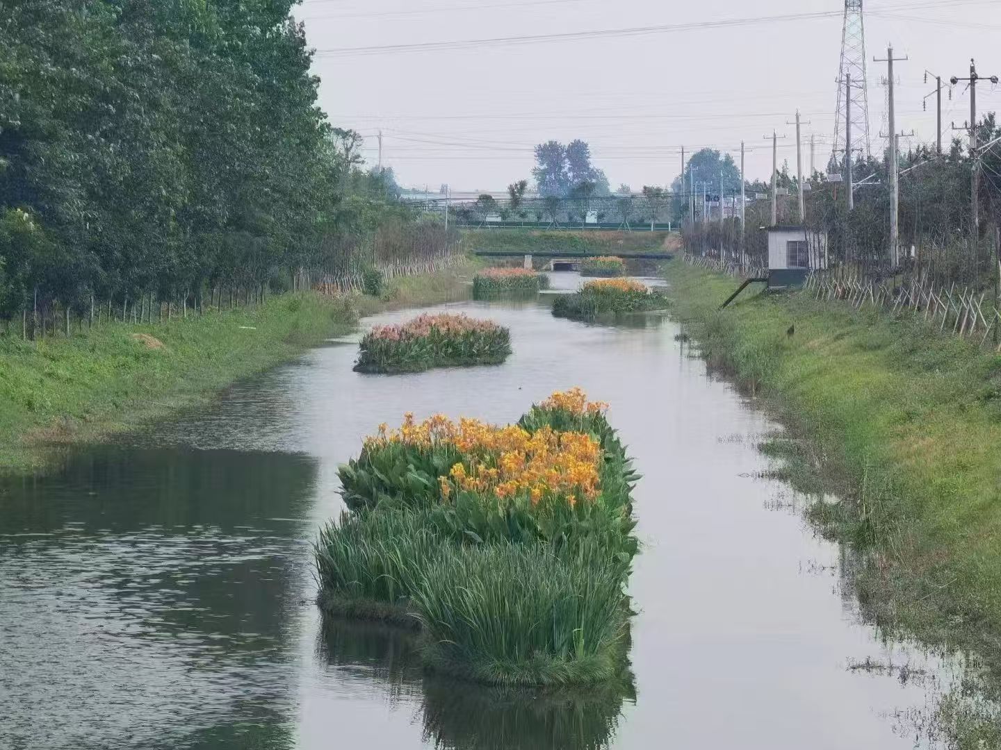 挺水植物合作案例