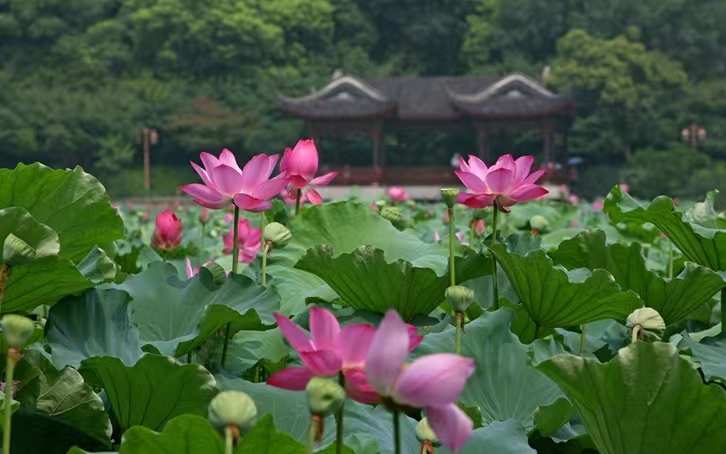 精品荷花