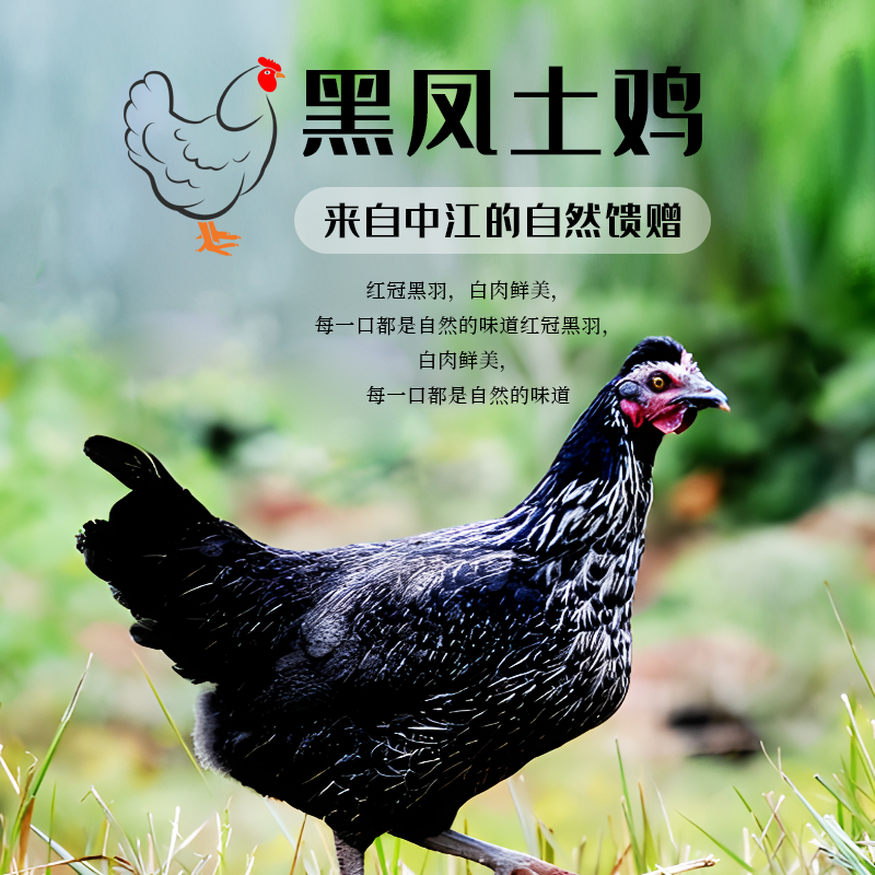 黑凤土鸡