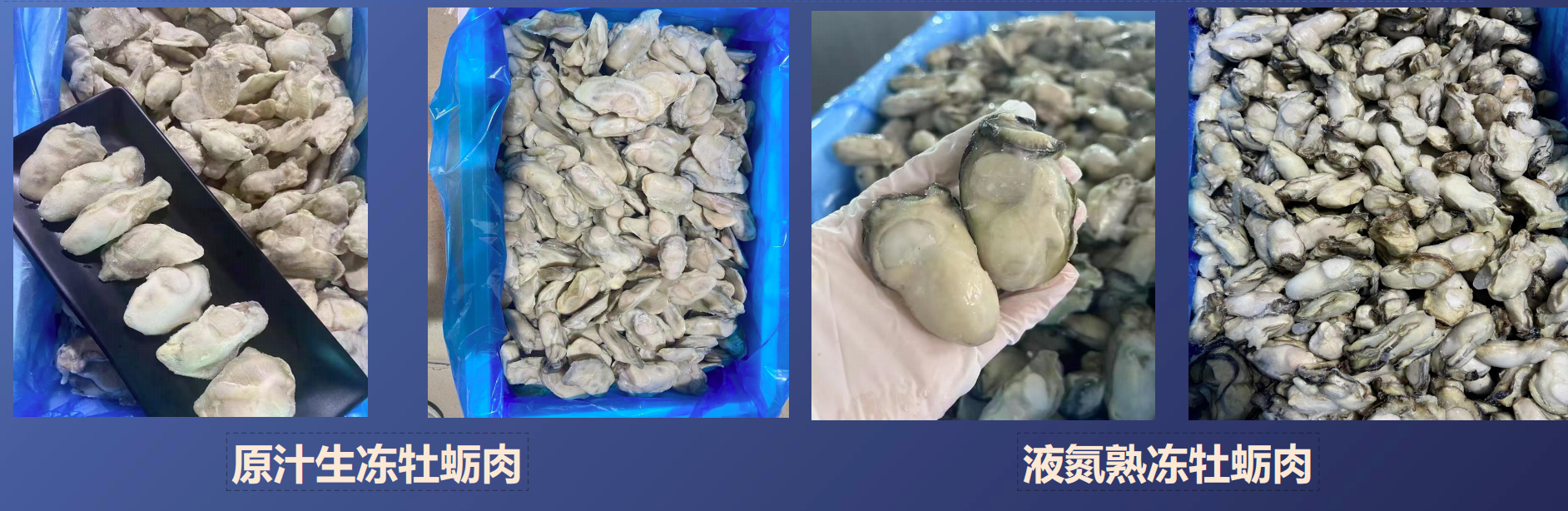 精品生蚝肉