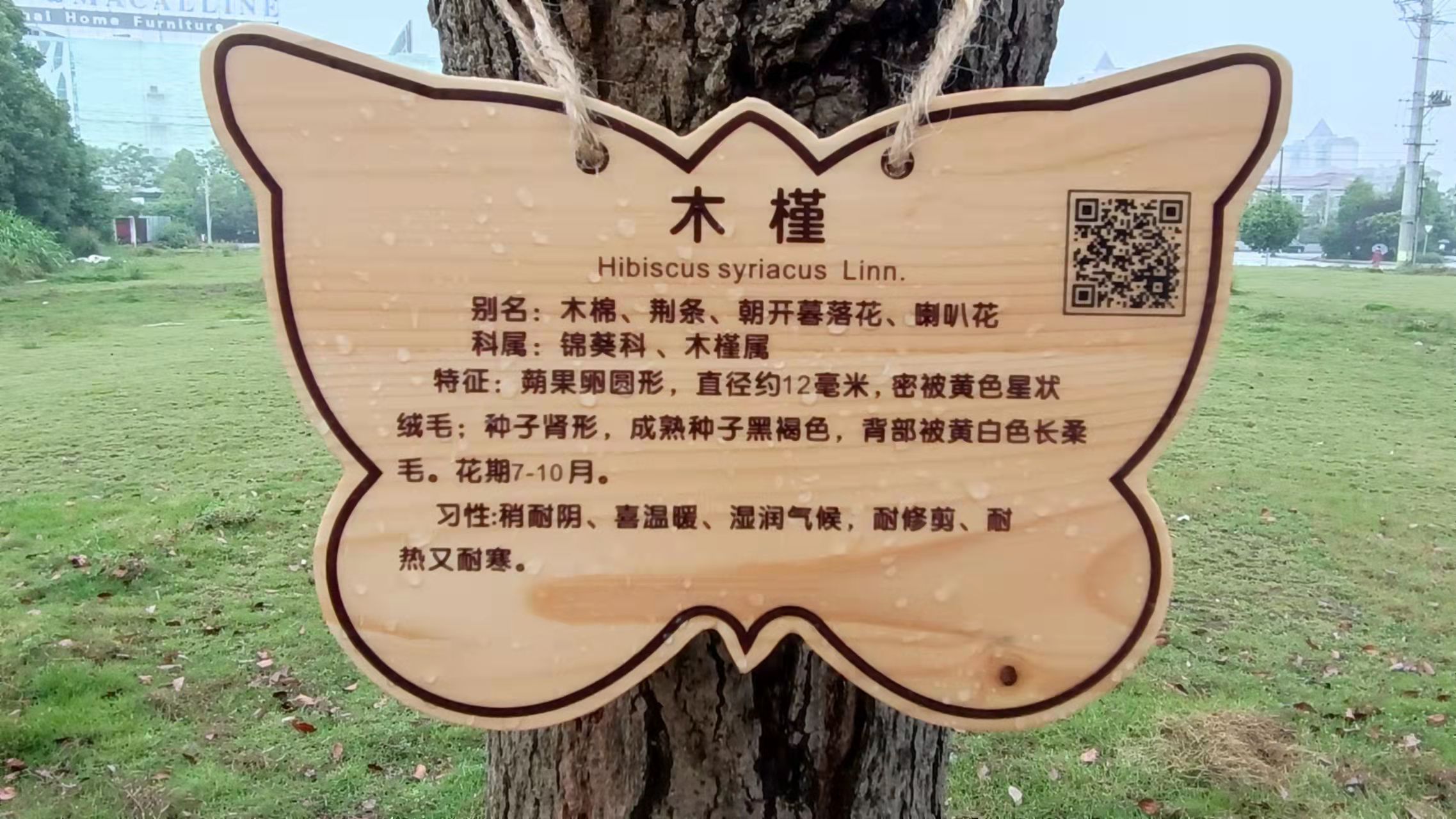 树木铭牌