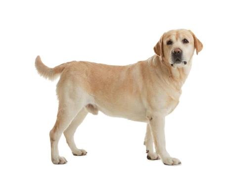 2026年龙华地区优质拉布拉多犬舍综合分析与推荐