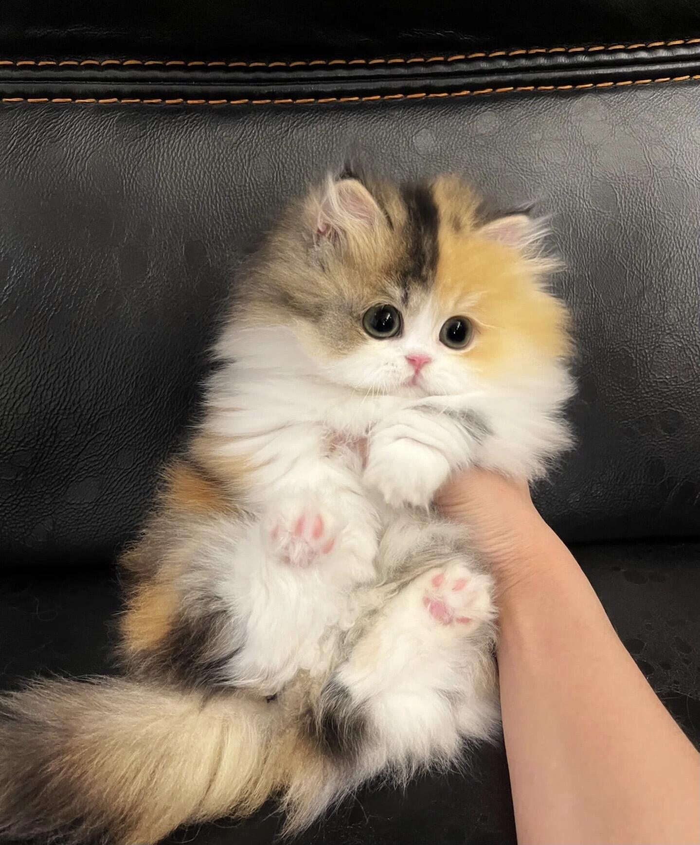 拿破仑猫，长毛三花款