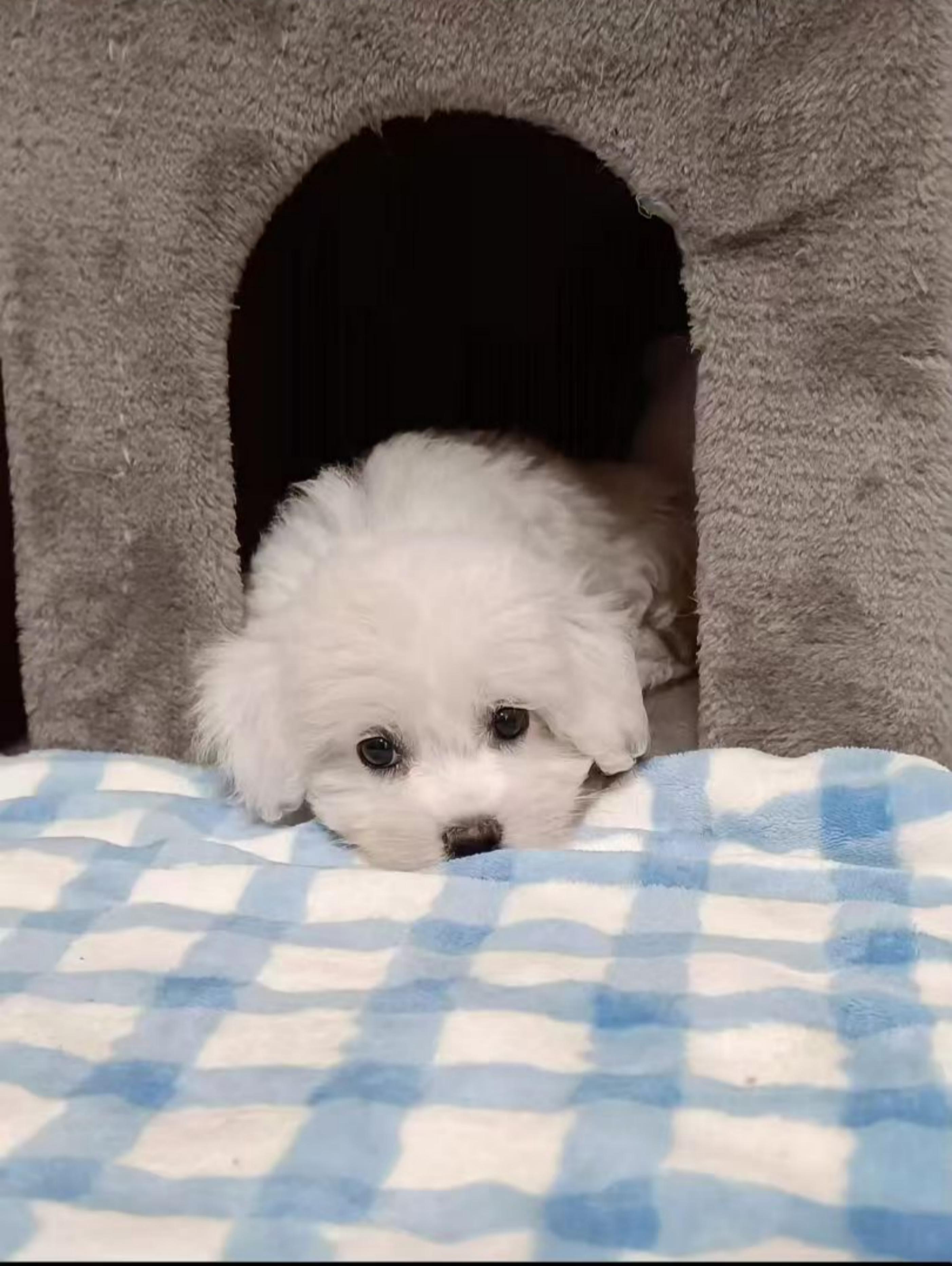 比熊犬