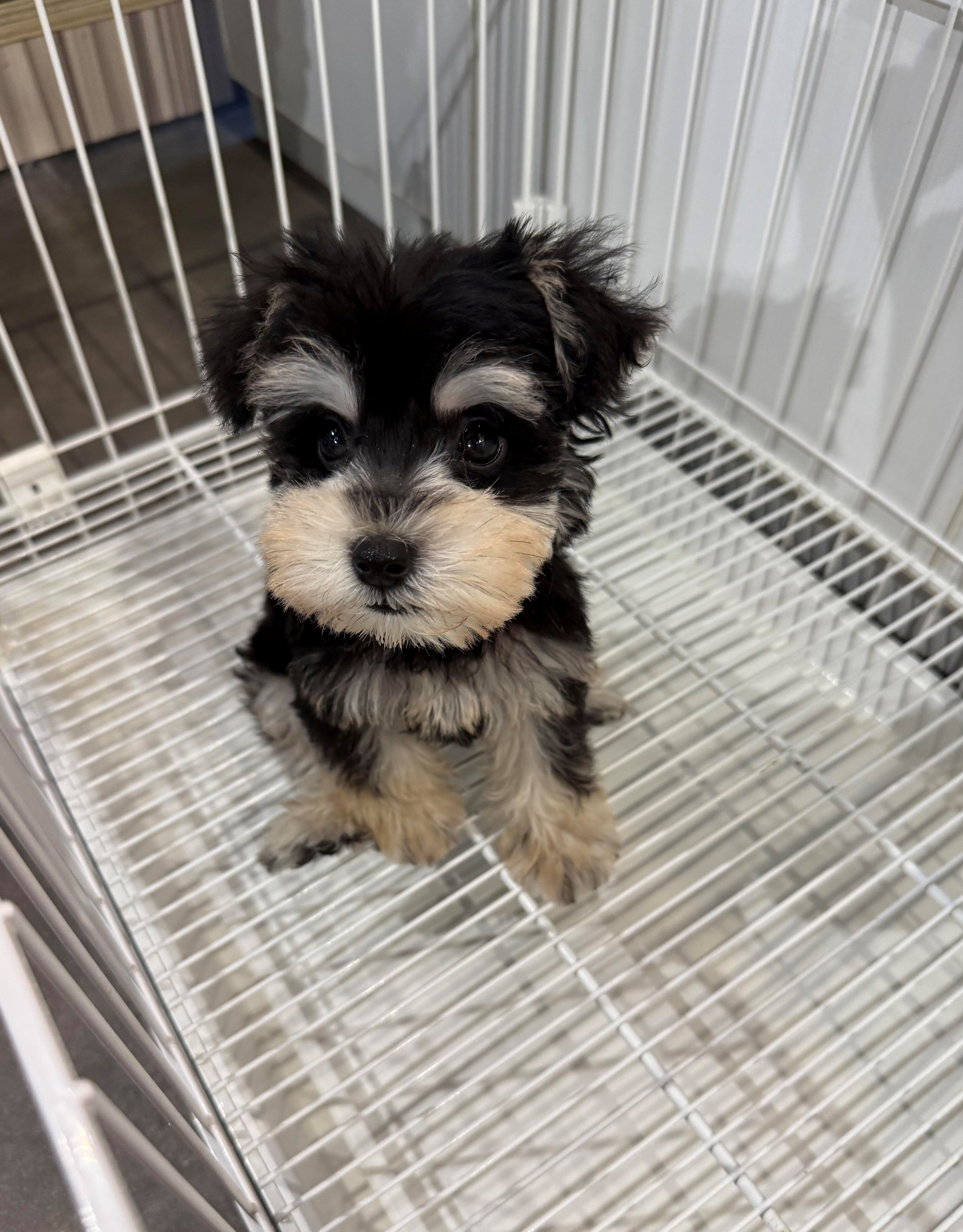 黑银色迷你雪纳瑞幼犬