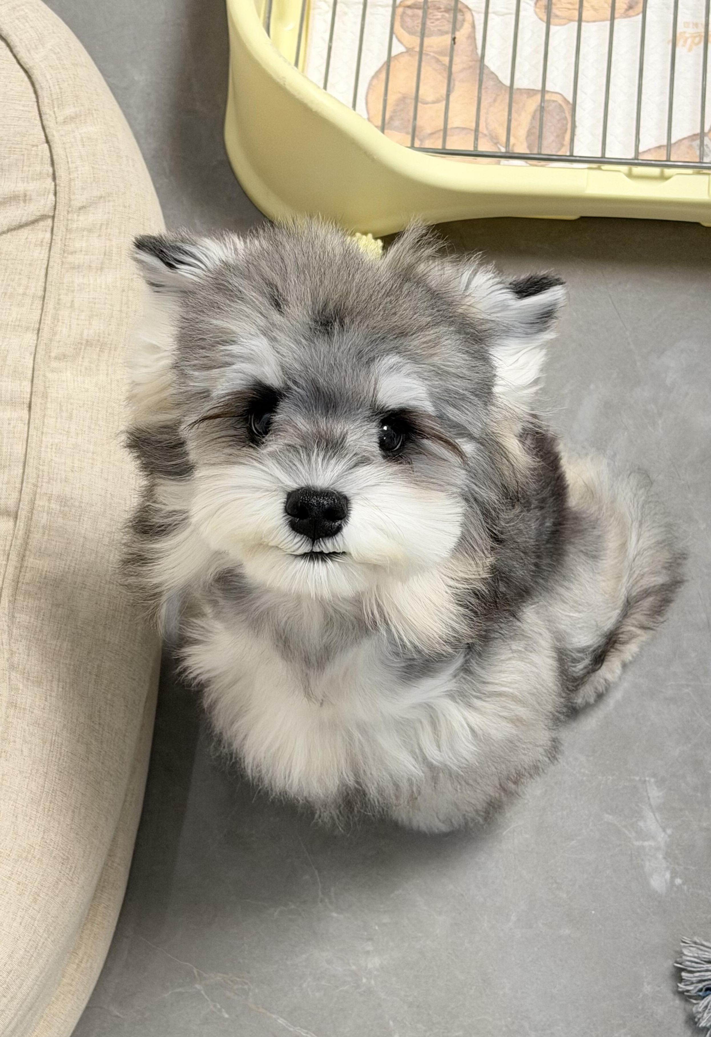 浅椒盐雪纳瑞