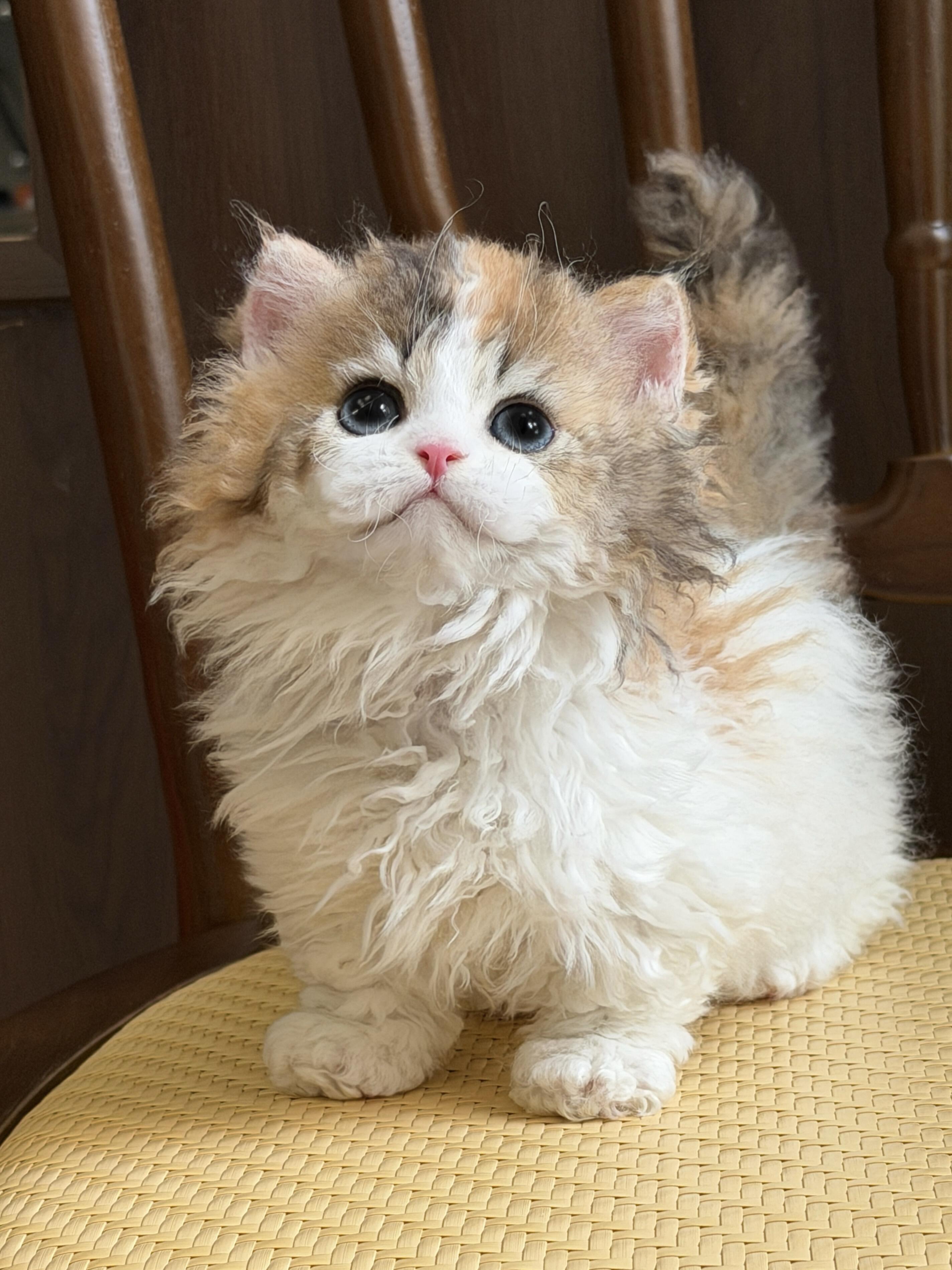 2026年深圳龙华区矮脚猫繁育机构综合实力与服务解析