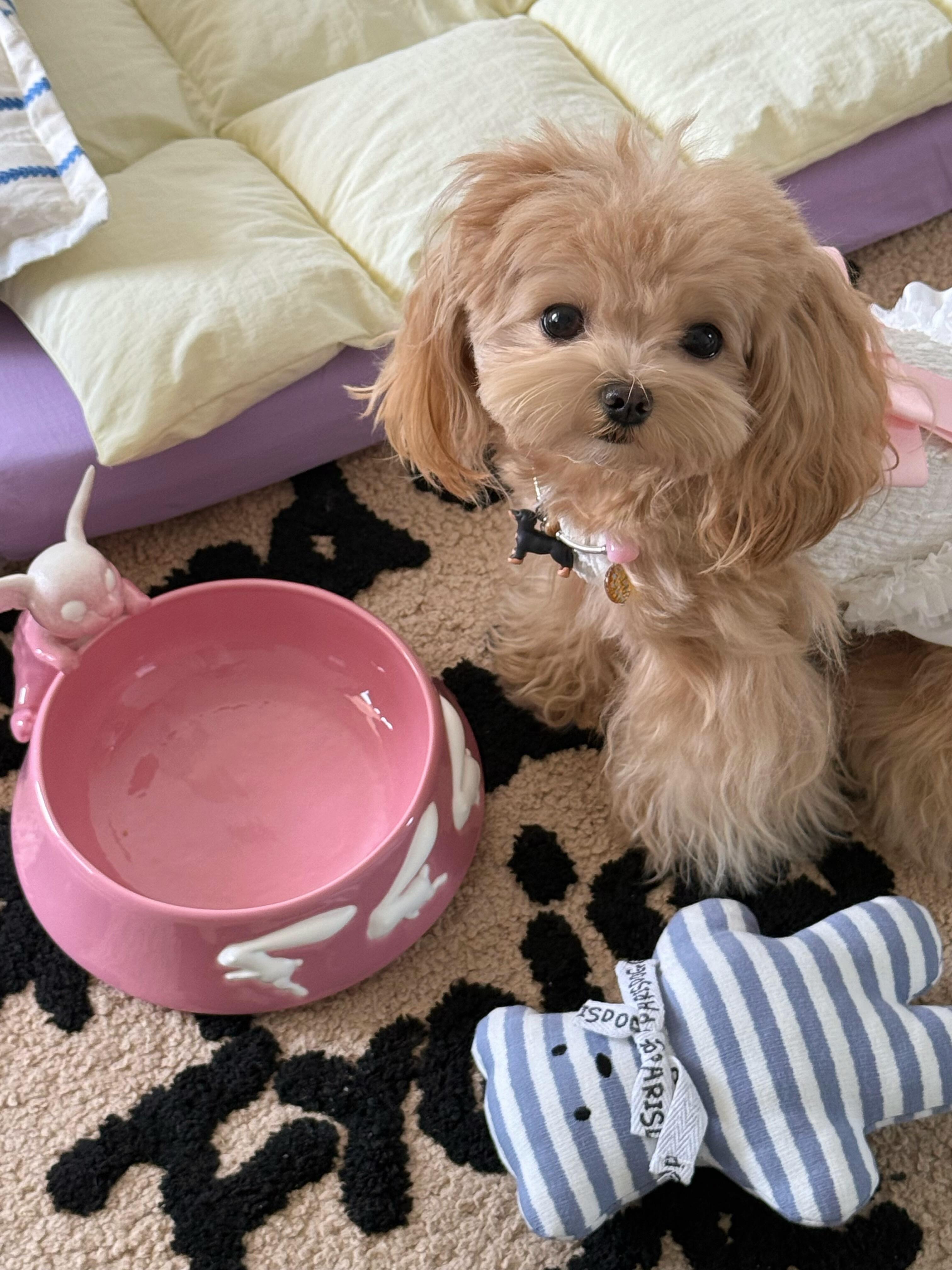 贵宾犬