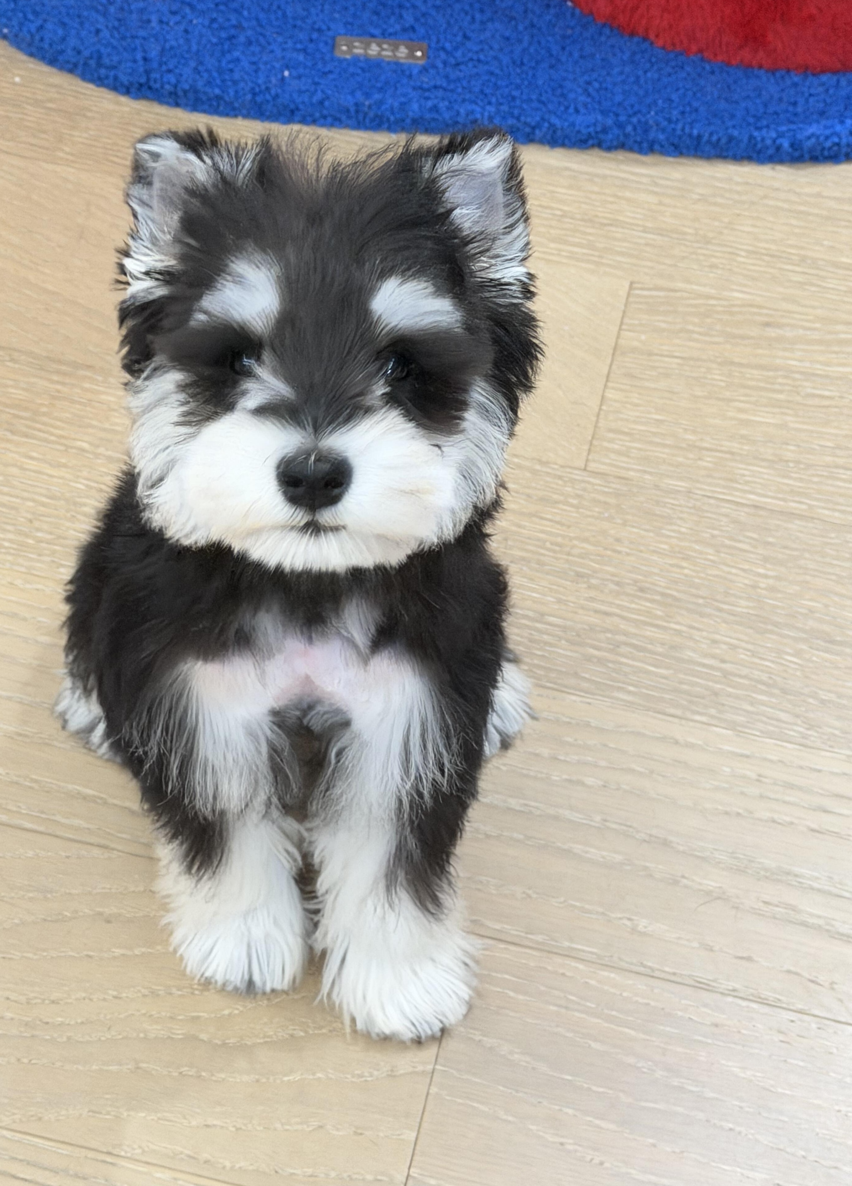 黑银色迷你雪纳瑞幼犬