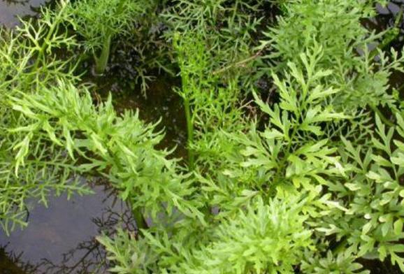 沉水植物