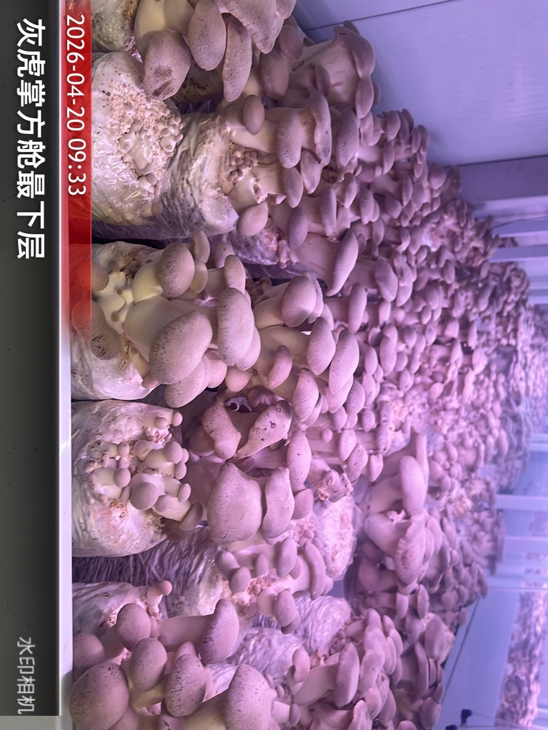 菌菇种植