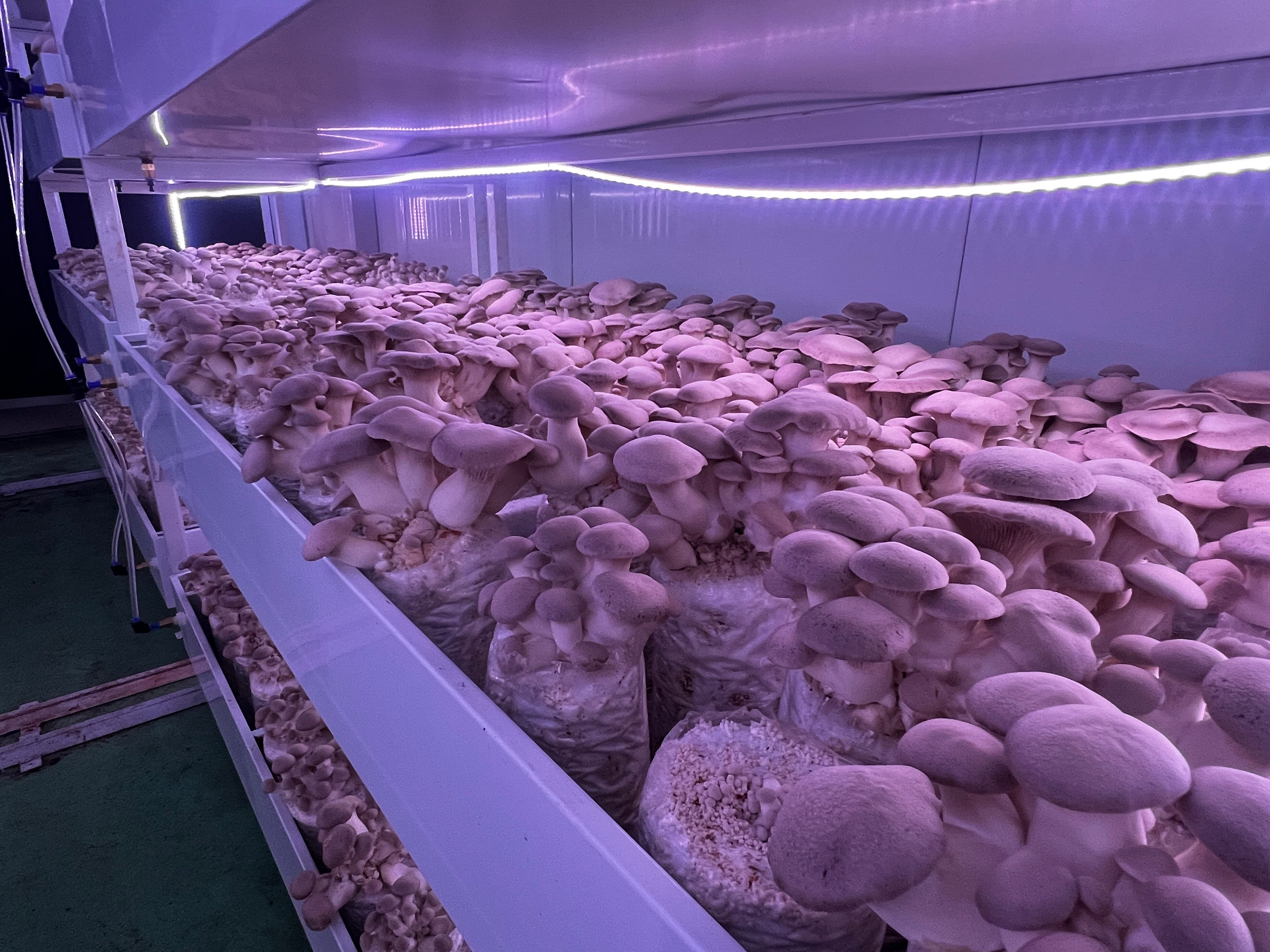 菌菇种植