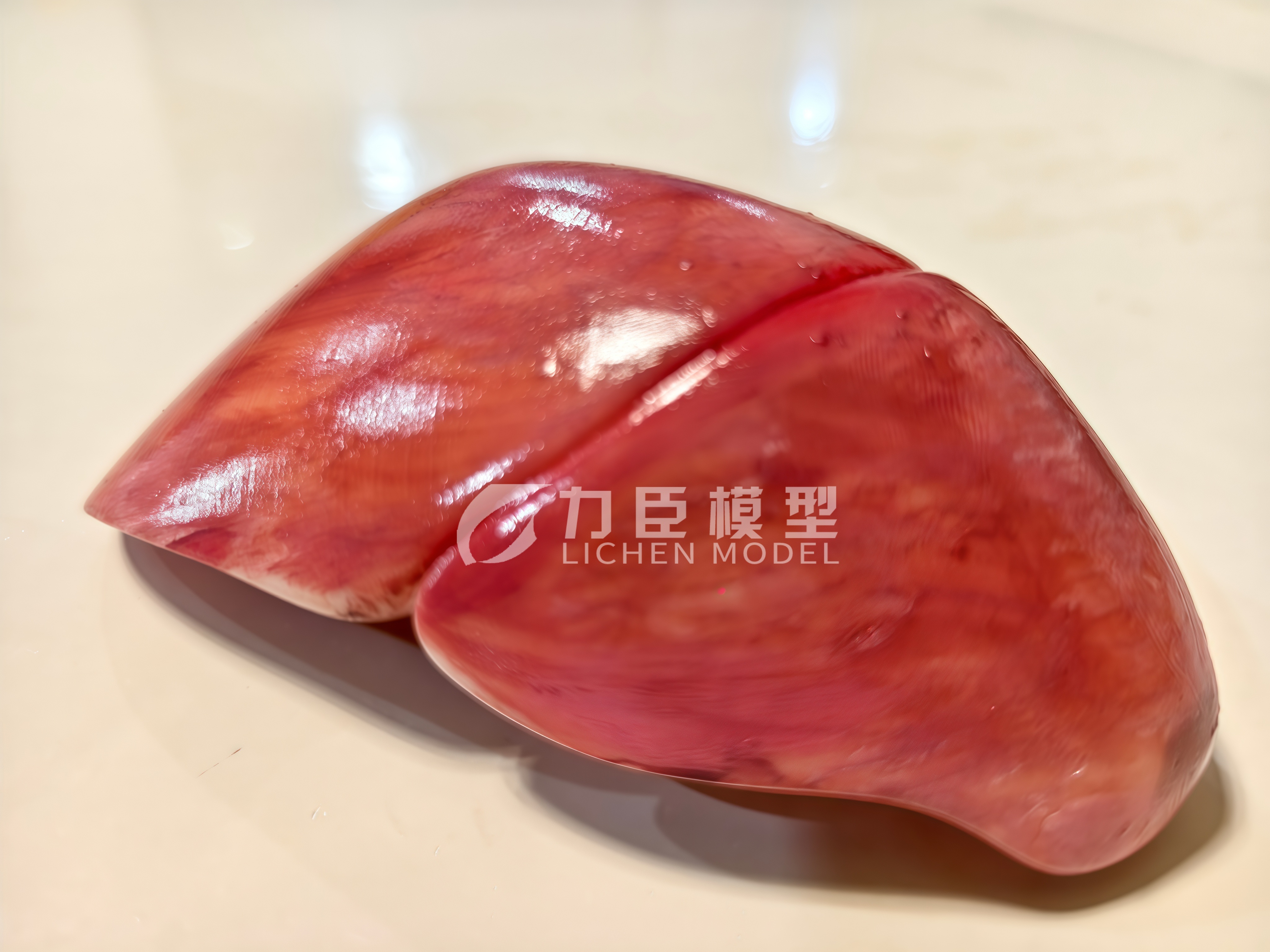 肝脏模型