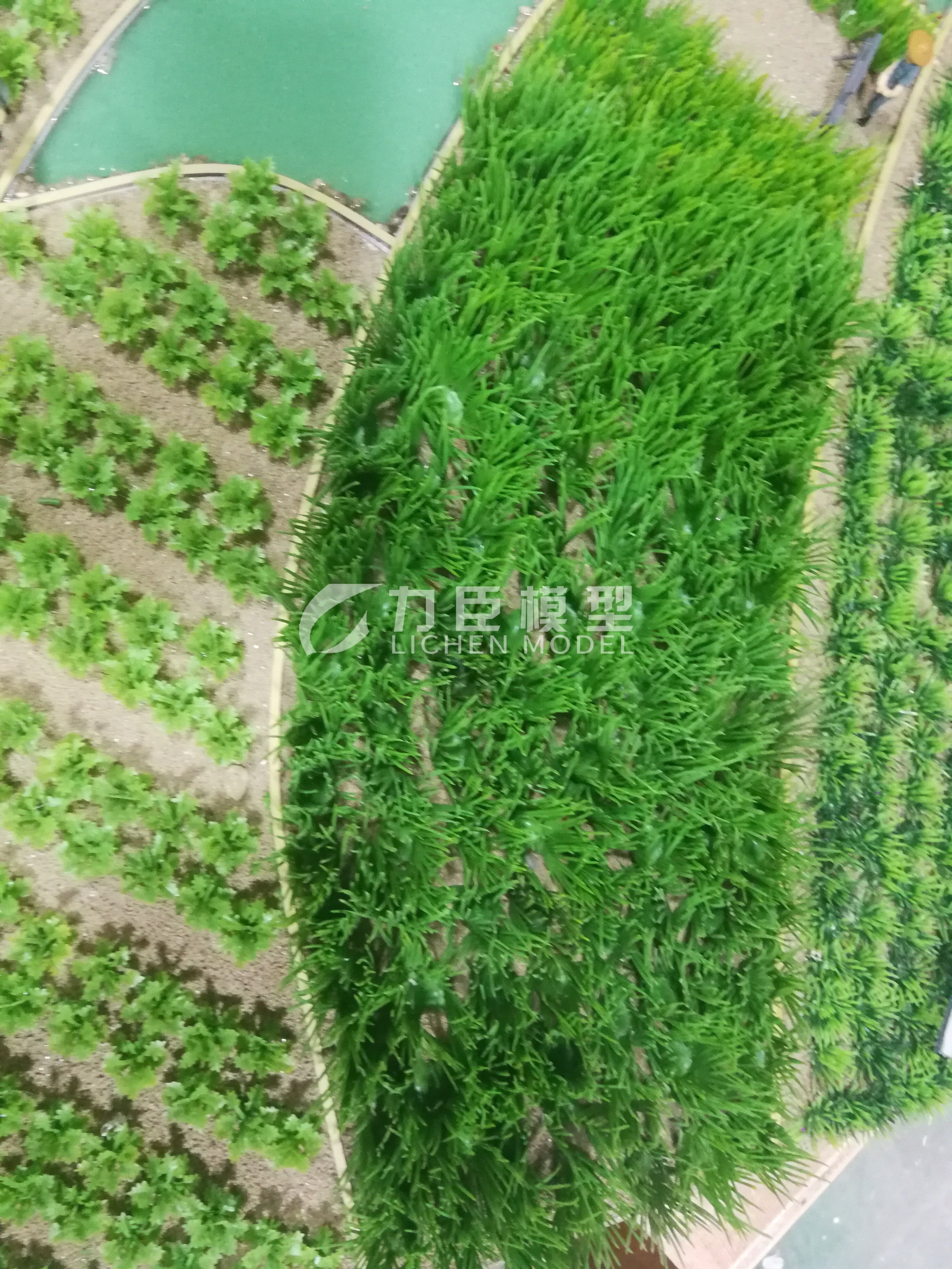 农业种植模型5