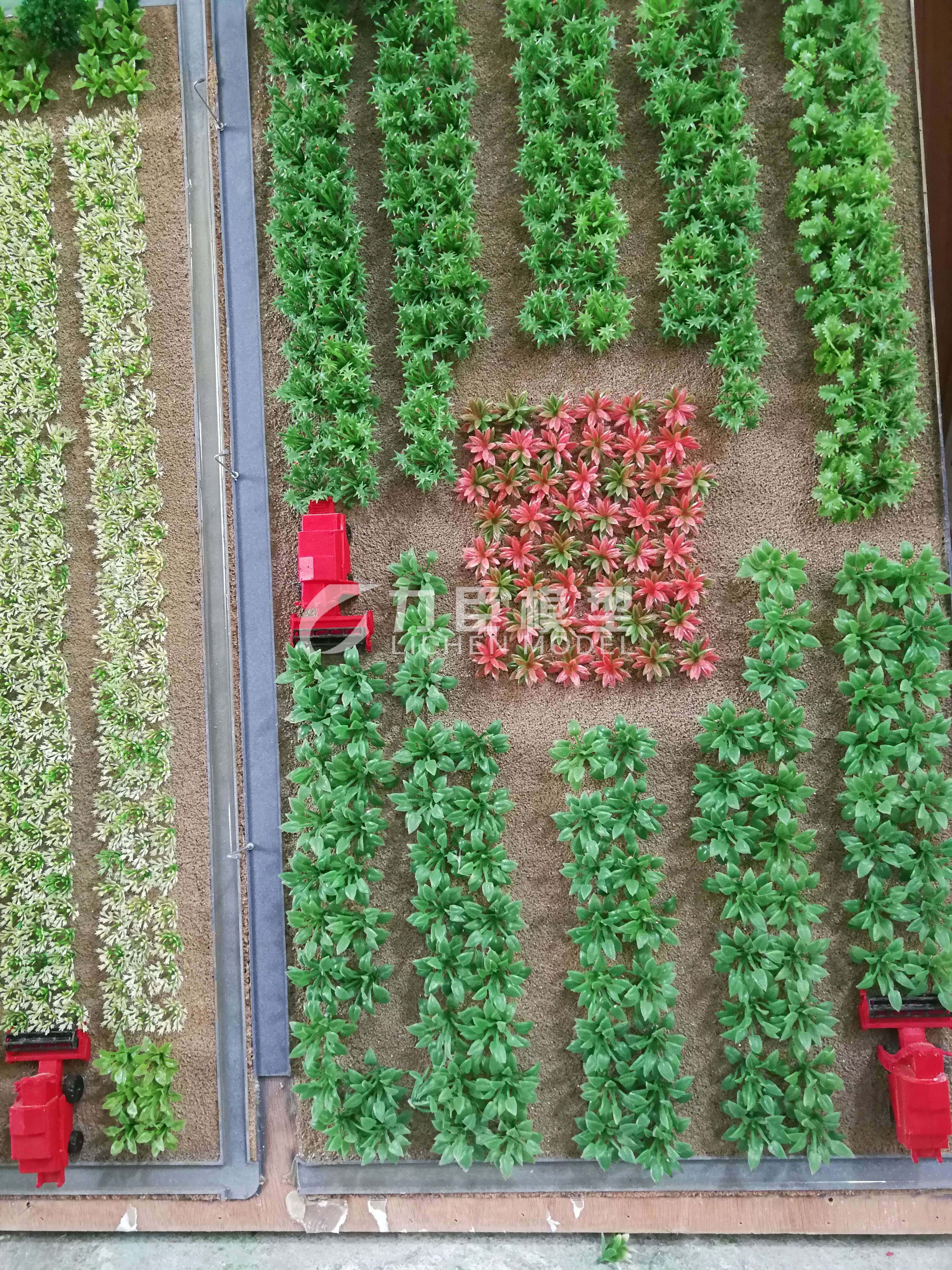 农业种植模型11