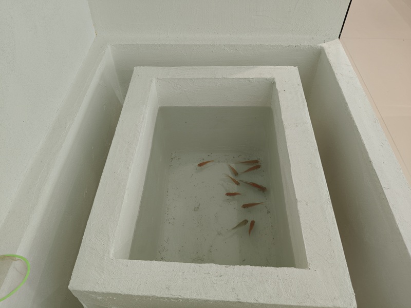 可养鱼环保腻子