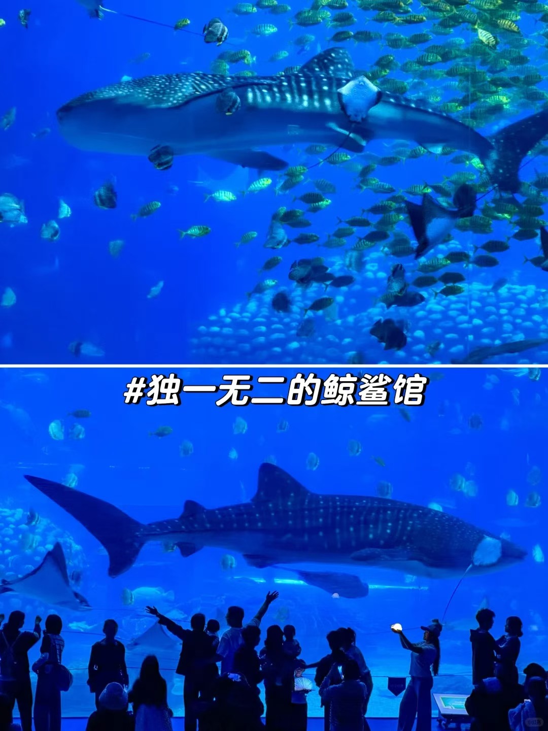 长隆海底世界