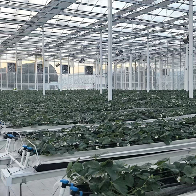 玻璃温室大棚