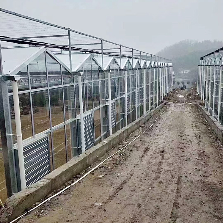玻璃温室大棚
